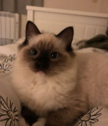 Fluffy Siamese cat with striking blue eyes resting on a bed.
