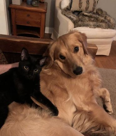 A black cat and a golden retriever cuddling on a couch.