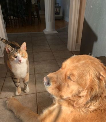 A cat and a golden retriever sharing a sunlit moment indoors.