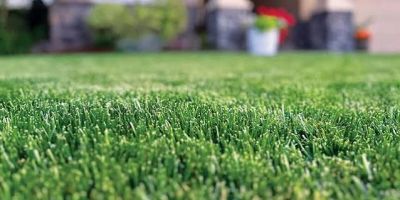 Close-up of green grass in a yard.