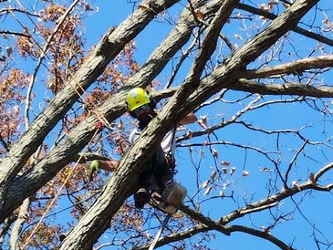 Trimming a large oak tree in metuchen, nj