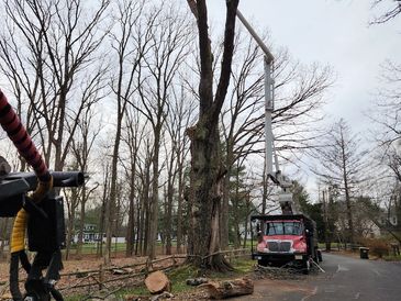 Removing a large tree for a municipality.