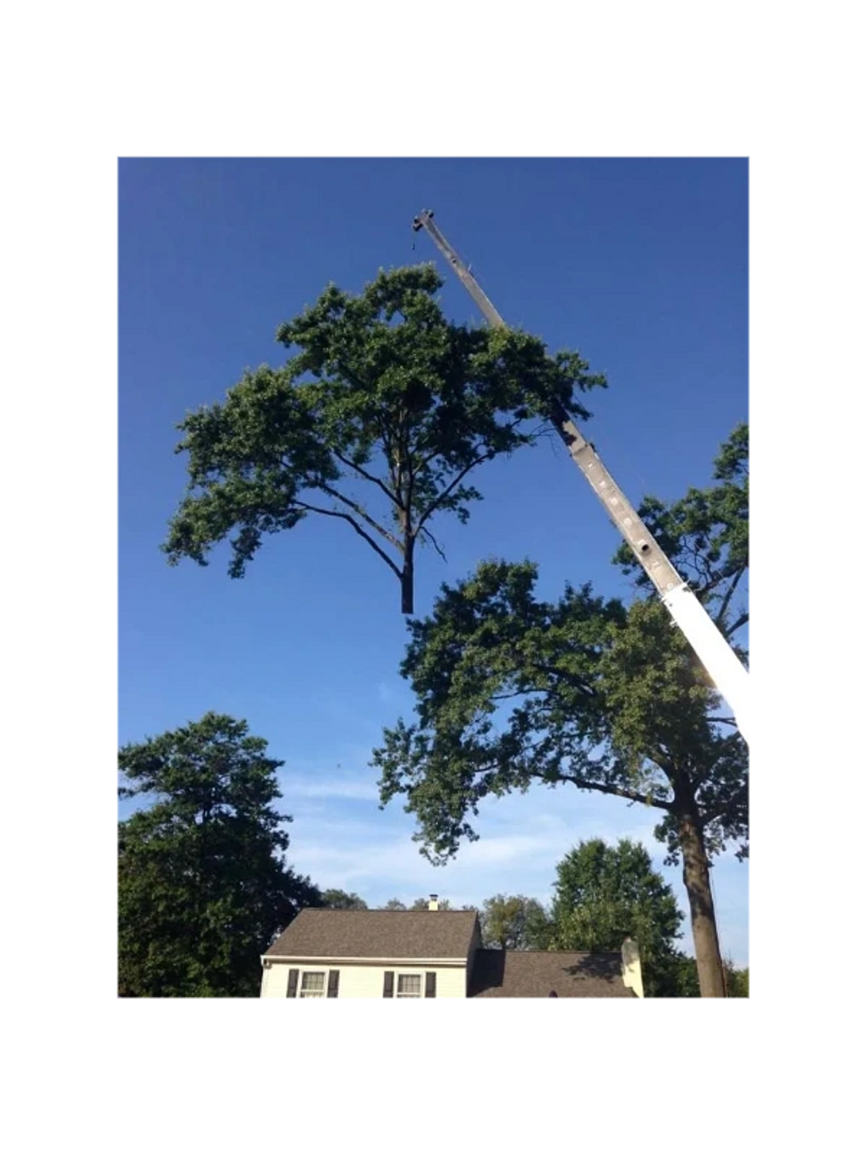 Large tree removal in Metuchen, NJ