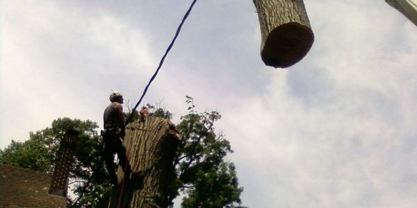 Pete spittel, owner, arborist removing a tree in Metuchen, nj utilizing a crane