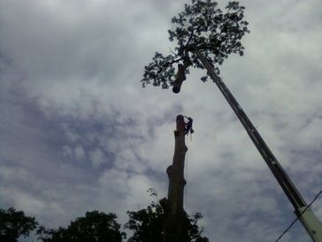 Large crane assisted tree removal in metuchen, nj