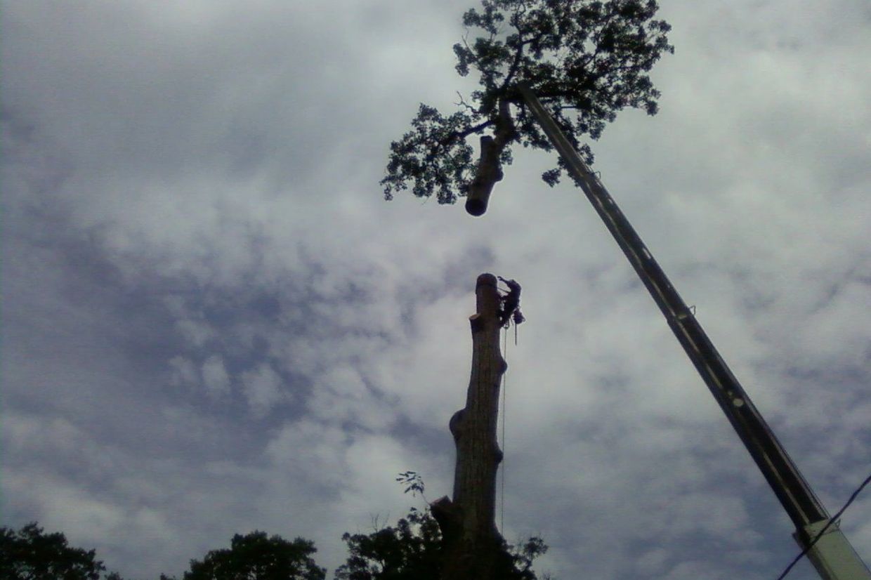 Large oak tree removal in westfield, nj.