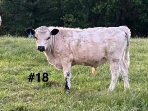 #18 Bull