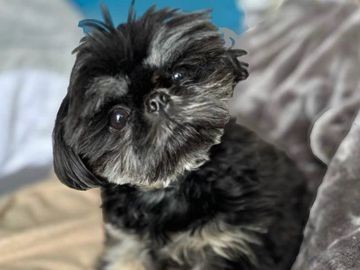 PadmΓ©, who is known for her mischievous behavior and love of hoovering up anything in sight.