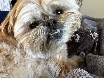 Naboo is a senior member of the dog park,known for his serious demeanor and wise oldman personality.