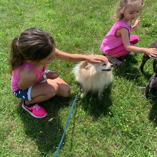 Two girls petting dogs on grass.