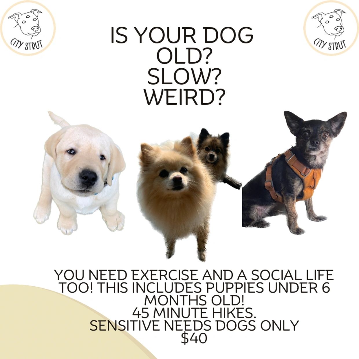 Dog exercise and social life service for sensitive, old, or slow dogs.