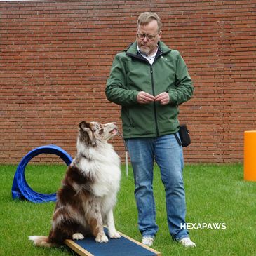 A dog on a Hexapaws dog ramp at an agility park, waiting for their owner's command.