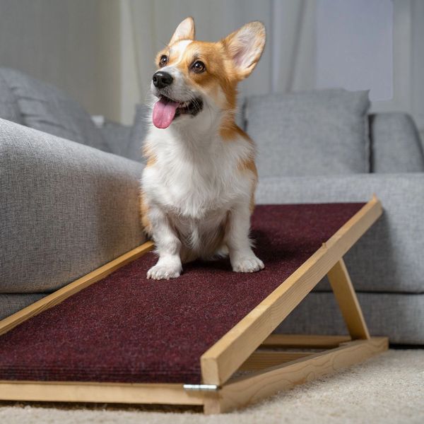 Dog using a hexapaws small dog ramp.