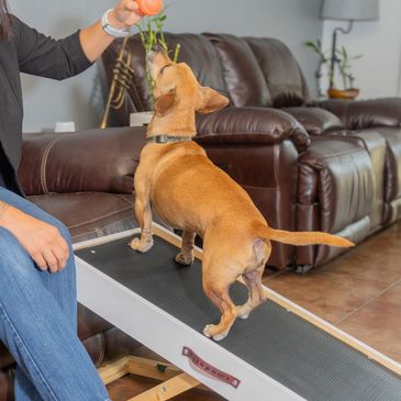 A dog using the Hexapaws dog ramp looking up at a ball held by its owner.