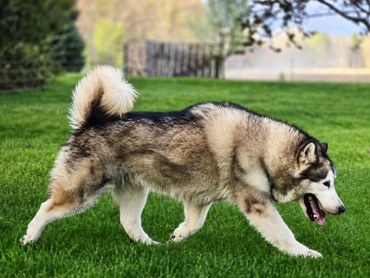 A large, fluffy husky walking on green grass.
