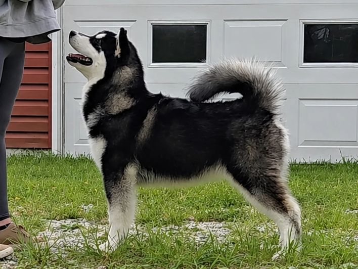 A black and white Alaskan Malamute dog standing on grass, looking up.