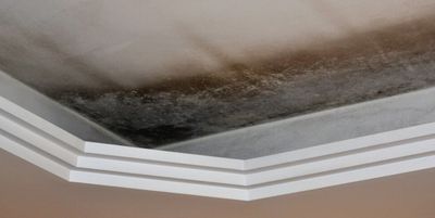 Black Mold in home, mold in living space, mold removal