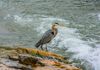 Blue Heron on the Llano river