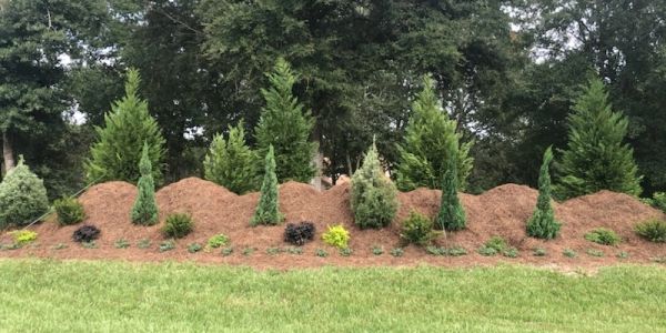 A landscaped garden bed with small evergreen trees and mulch in front of tall trees.