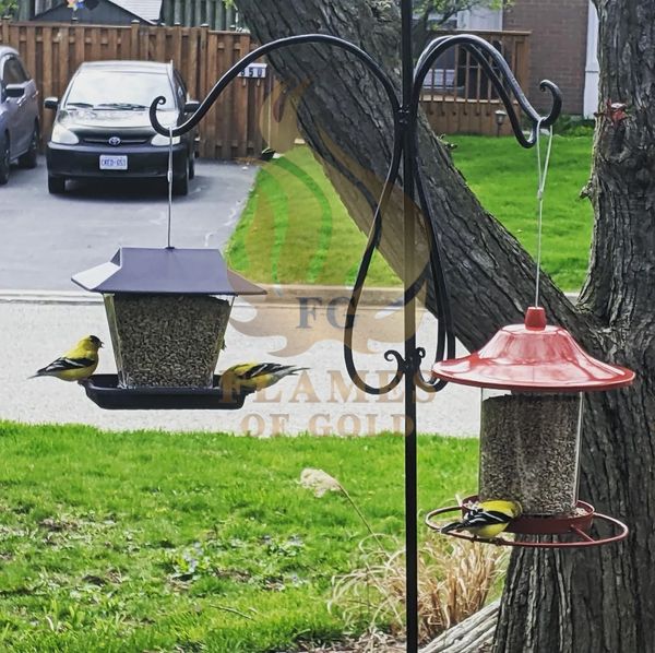 Three birds feeding from two bird feeders in a garden.