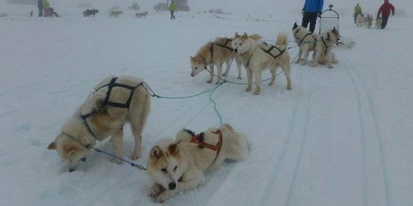 Dog sledding in Iceland