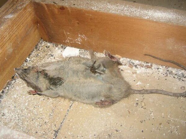 Dead rodent in attic.