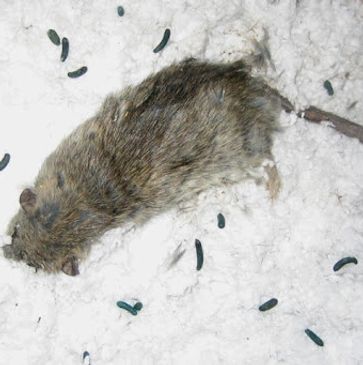 Dead rodent in attic.