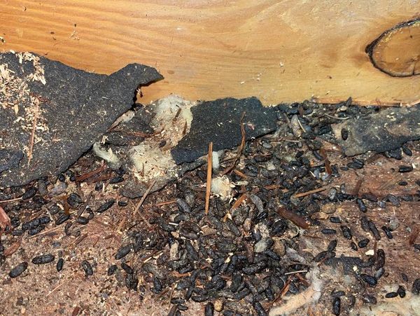 Rodent feces in attic.