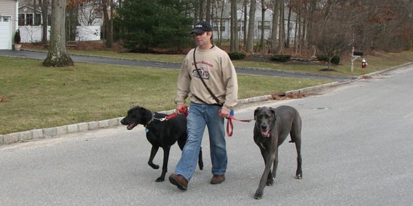 Training Two Great Danes