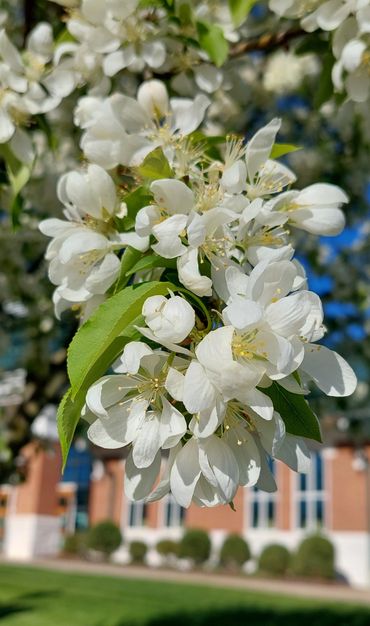 Close-up of white blossoms on a tree branch with a building in the background.