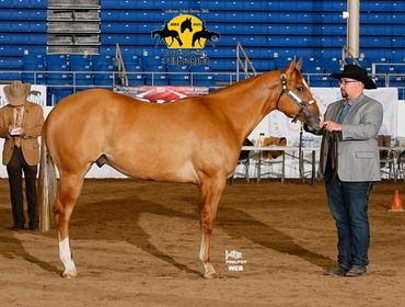 Hella Tuff Kid 
2021 APHA Red Dun Overo Gelding by Hell or High Water.