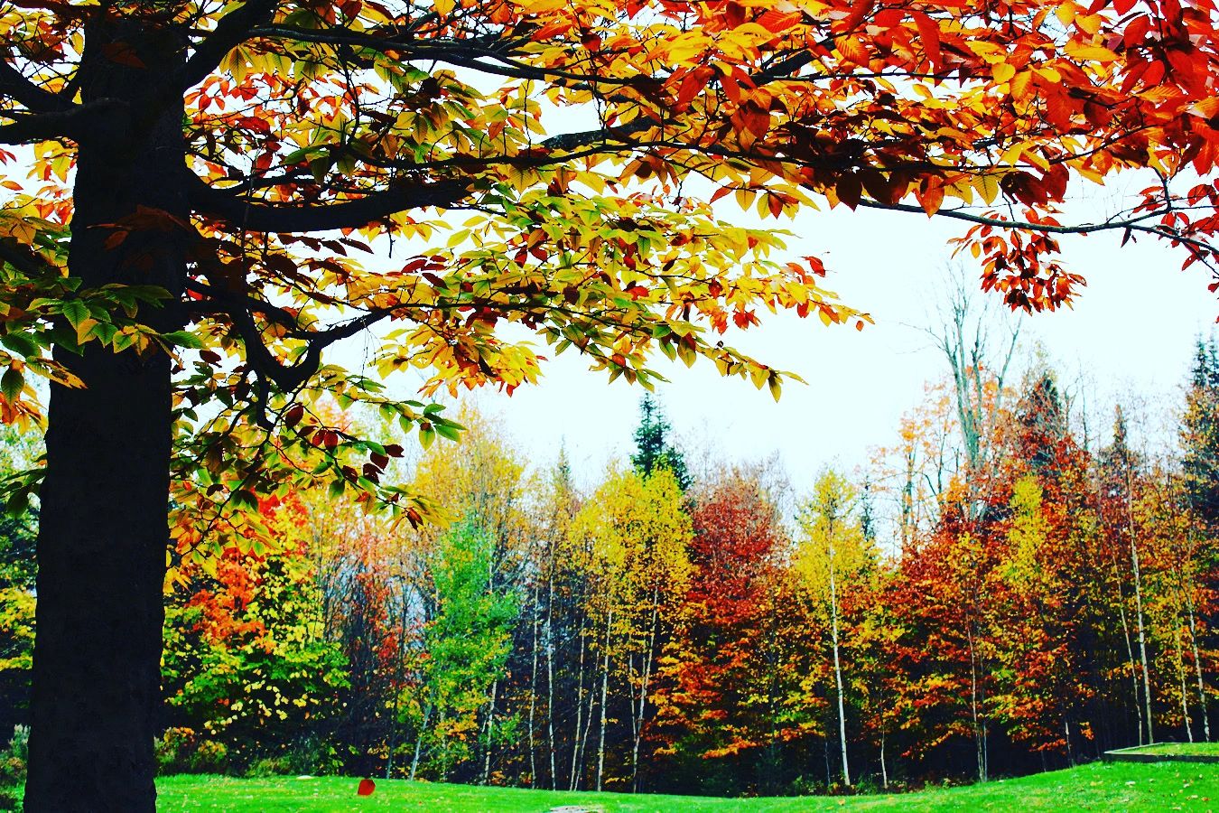 Fall Views on the property of ADK Camp Cardinal