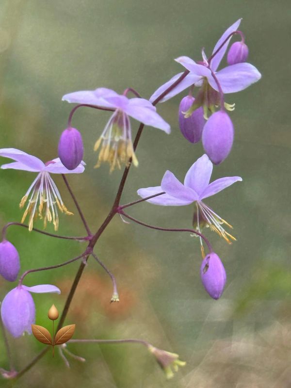 Delicate light purple flowers with yellow stamens on thin stems against a soft green background.