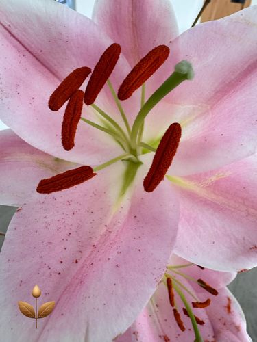 An open Lily, perfect for usage as pink, authentic floral wall art reflecting the beauty of the Lilys reproductive organs.  Garden photography telling a story with disturbed pollen inferring that the pollinators have visited.