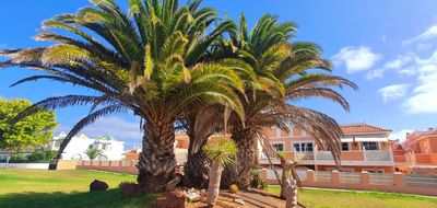 Two large palm trees with a small tree in front under a blue sky near peach-colored houses.