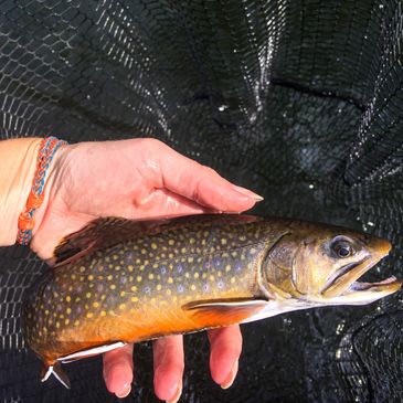 an image that shows a trout and water quality in the ozark