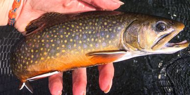 an image that represnts expertise and local knowledge when it comes to ozark fly fishing