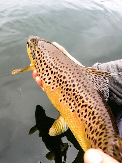 an image that represents notable trout species