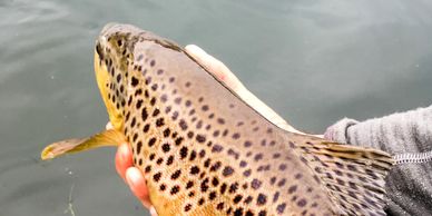 an image that represents the diversity of trout in ozark fly fishing