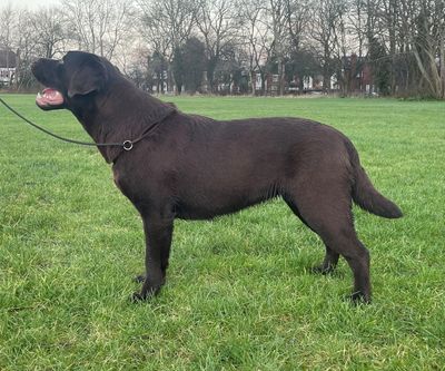 labrador retriever puppy