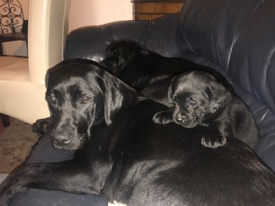 labrador retriever puppy
