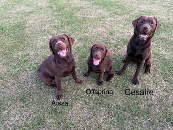 Césaire's contribution to the next generation, Aïssa & Offspring Chocolate Labradors