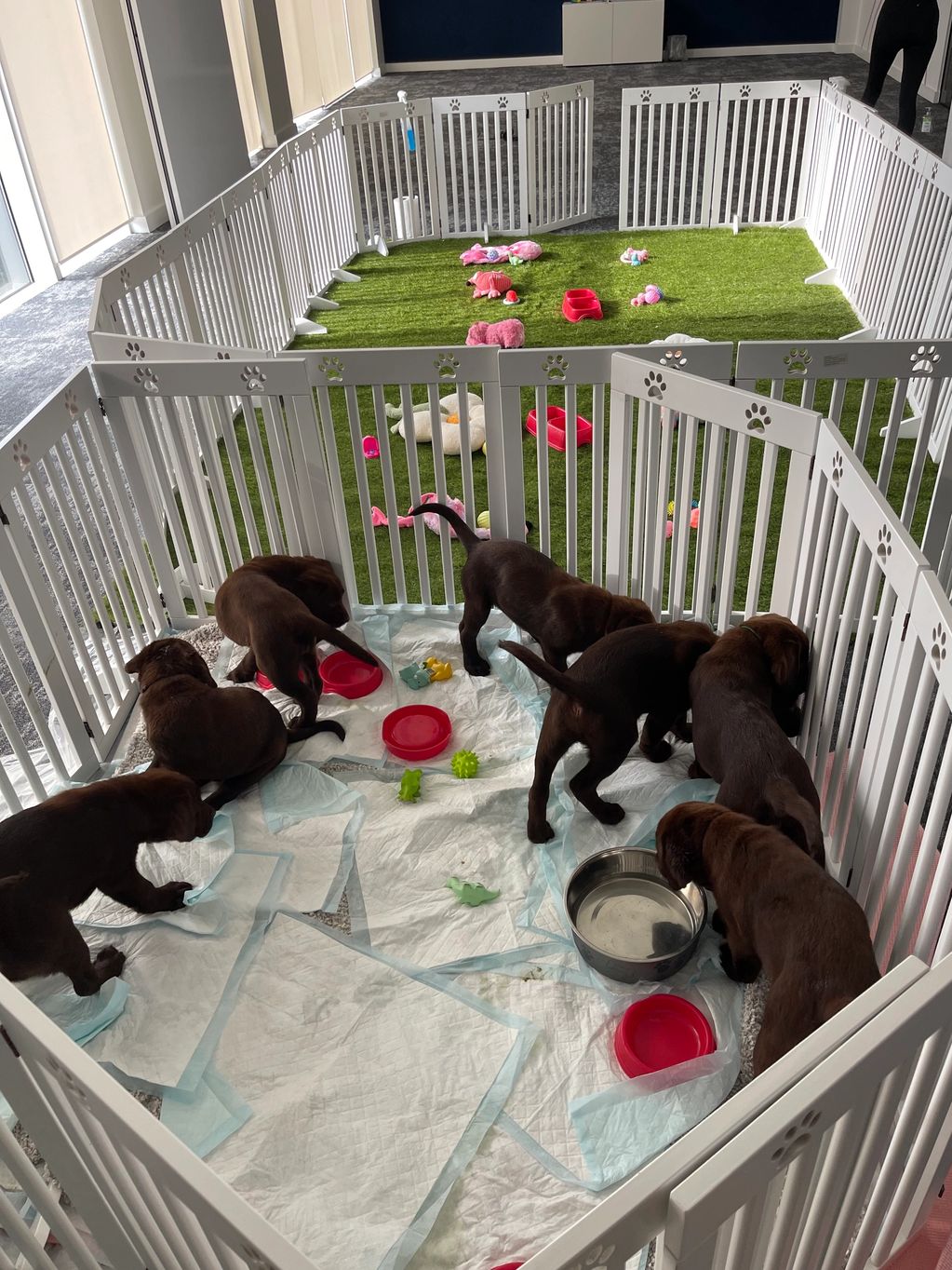 Isaiki Labradors Puppy waiting to be cuddle