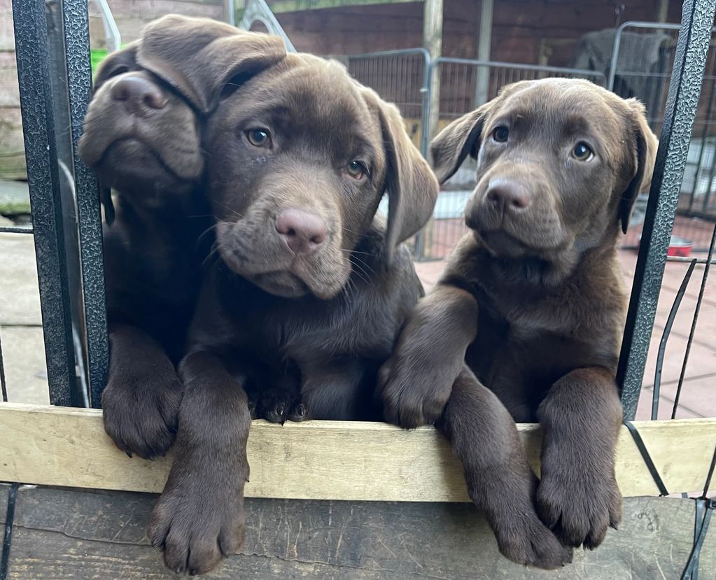 Three of our Marvellous-Four Isaiki Labradors Puppies at the gate