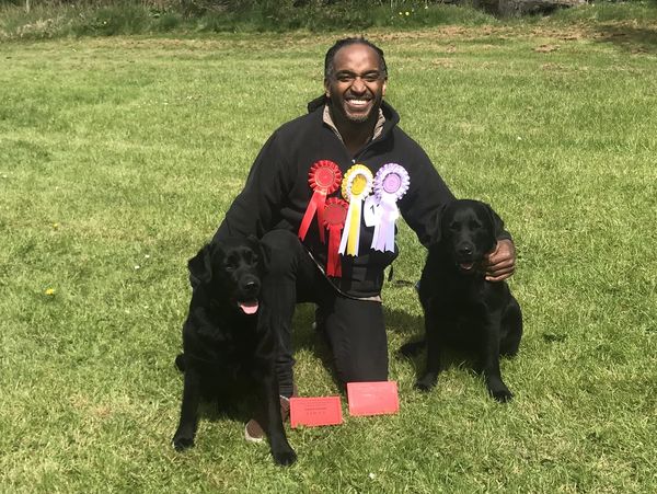 labrador retriever at a dog show