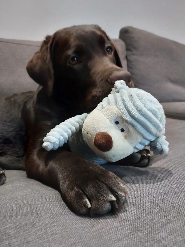 labrador retriever puppy