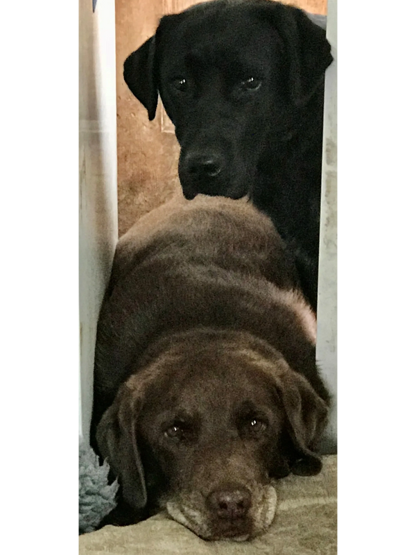 labrador retriever and stud dog