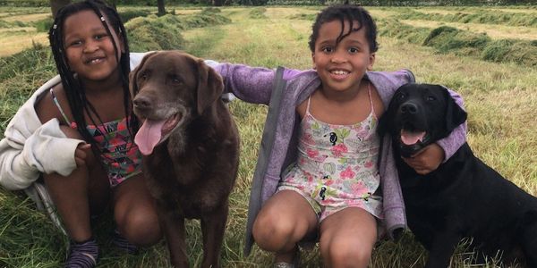 labrador retriever puppy and a labrador retriever dog