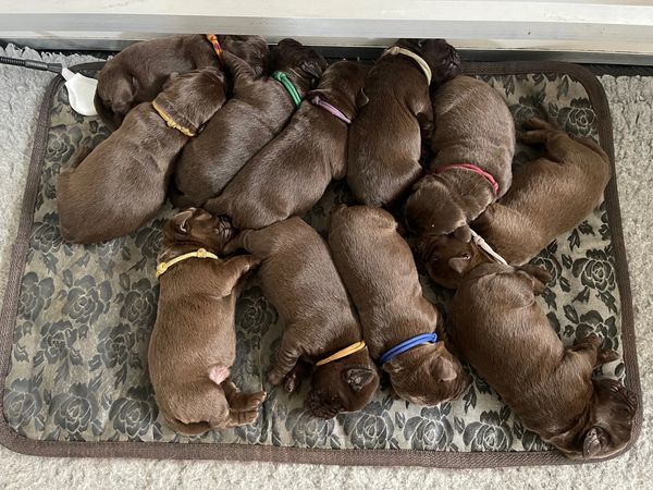 labrador retriever puppy