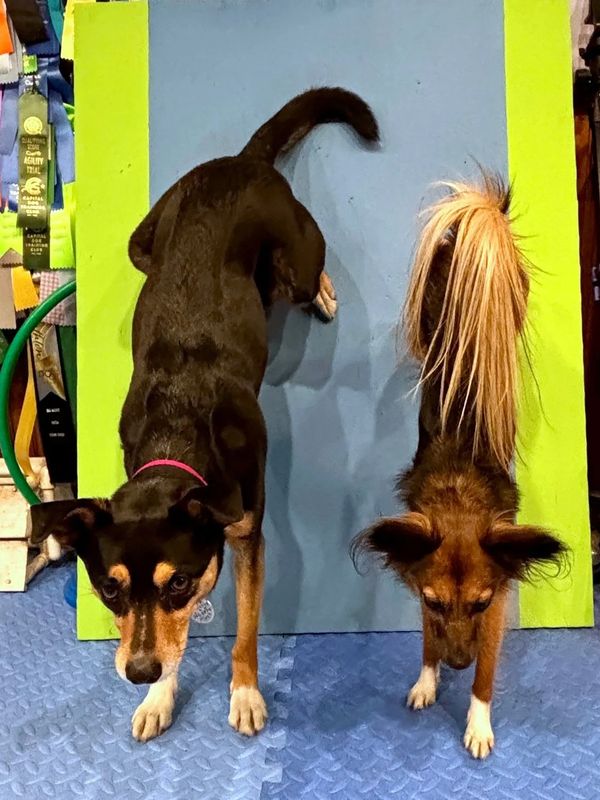 Two dogs performing wall handstands on a blue and green mat.